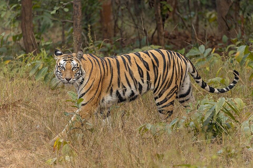 जीव विज्ञान चित्र